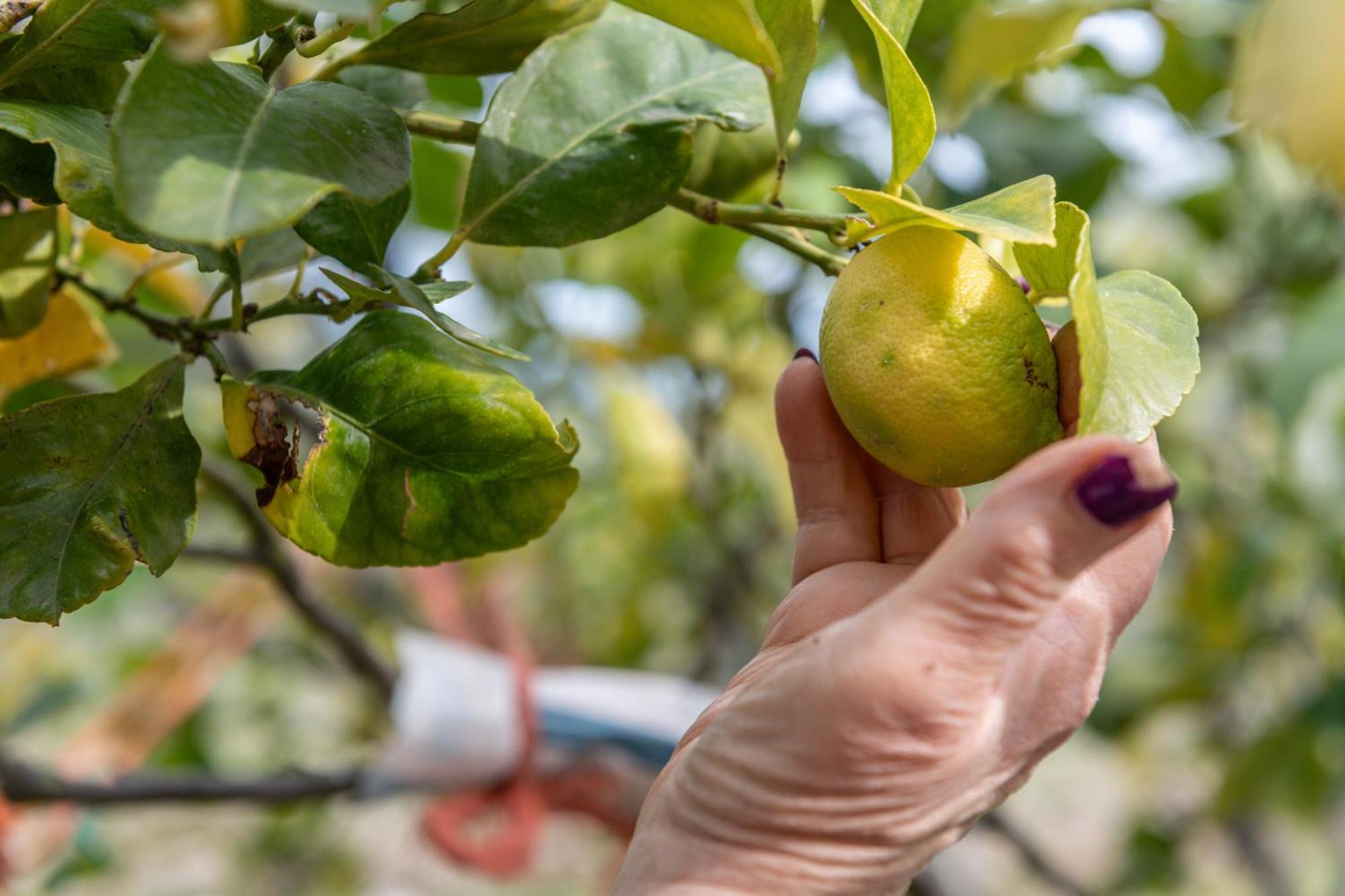 Macchia Verde Monte Sant'Angelo Ngoại thất bức ảnh